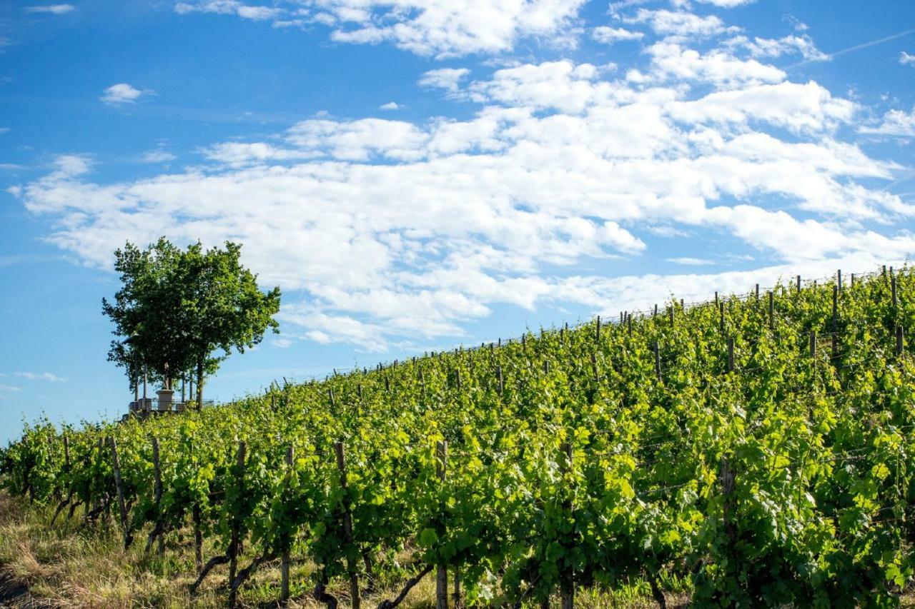 Weingut Knauer Apartman Dettelbach Kültér fotó